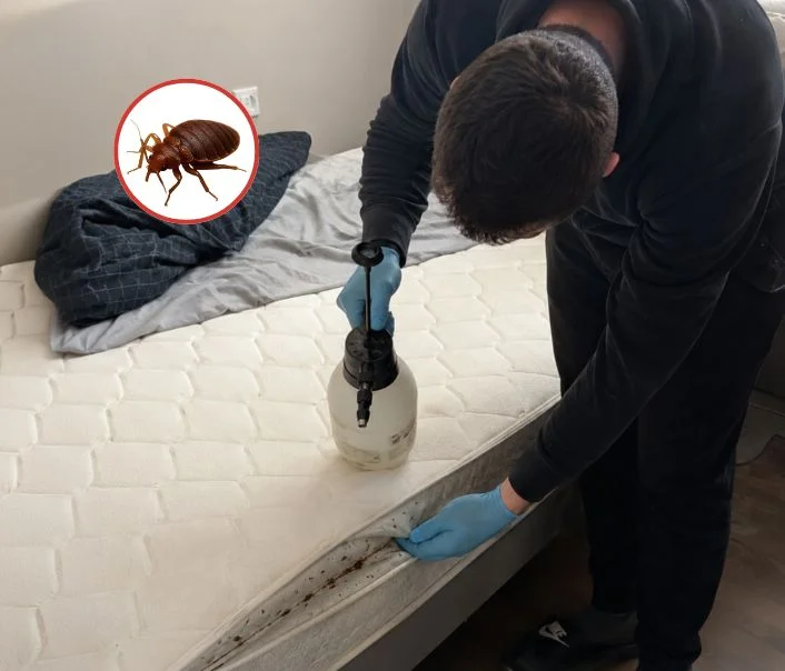 Technicien traitant un matelas contre les punaises de lit à Mériel